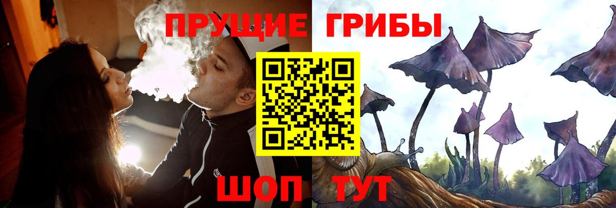 Псилоцибиновые грибы Psilocybine cubensis Томск